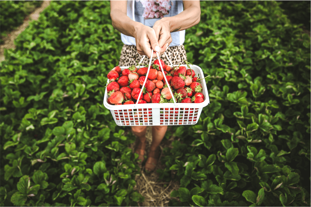 Mulher segurando morango